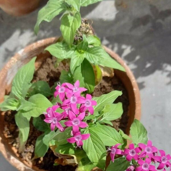 Pentas lanceolata 整株植物