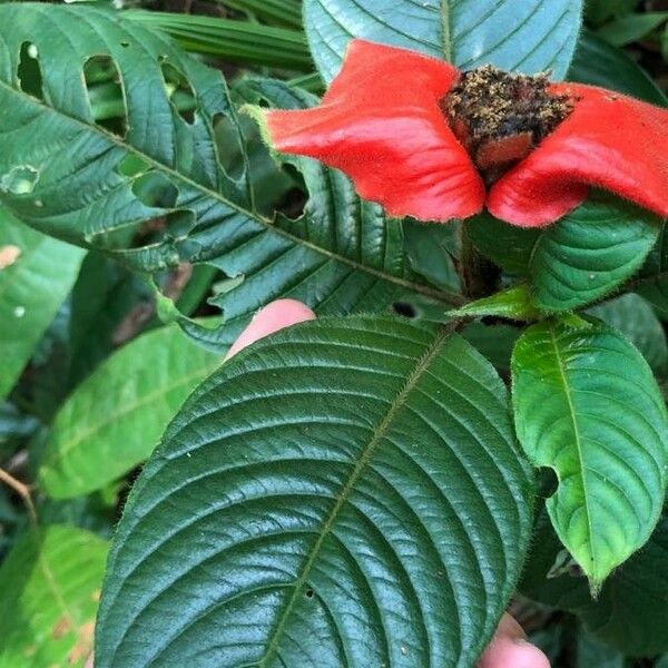 Psychotria poeppigiana Flower