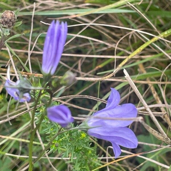 Campanula rotundifolia Habit