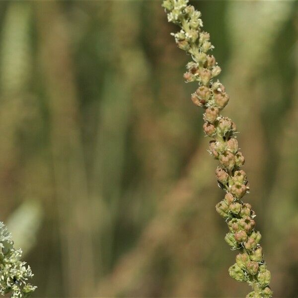 Reseda alba Froito