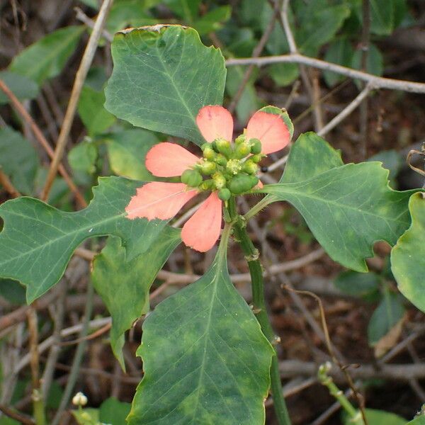 Euphorbia heterophylla Flor