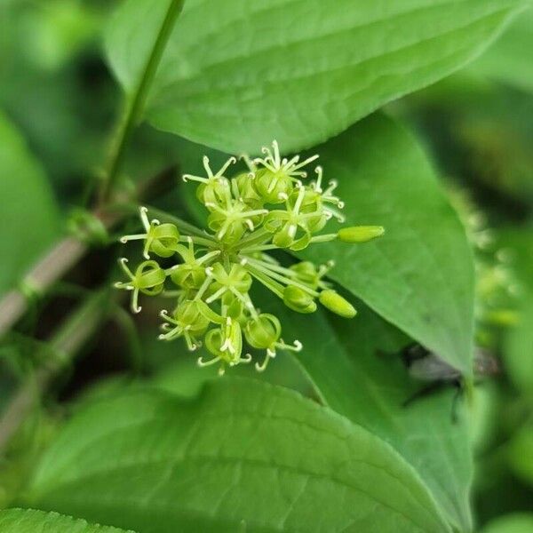 Smilax herbacea Fiore