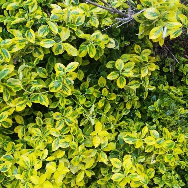 Euonymus fortunei ᱥᱟᱠᱟᱢ