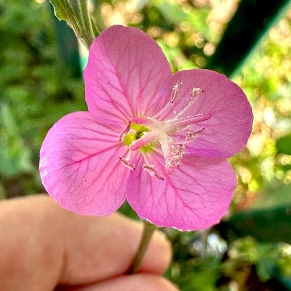 Oenothera rosea പുഷ്പം