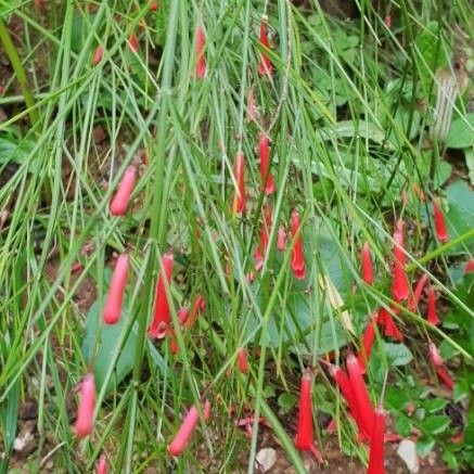 Russelia equisetiformis Flor