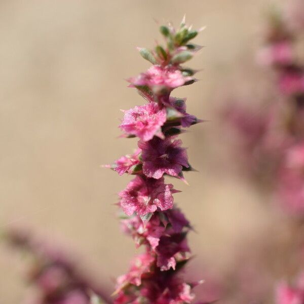 Salsola tragus Flower