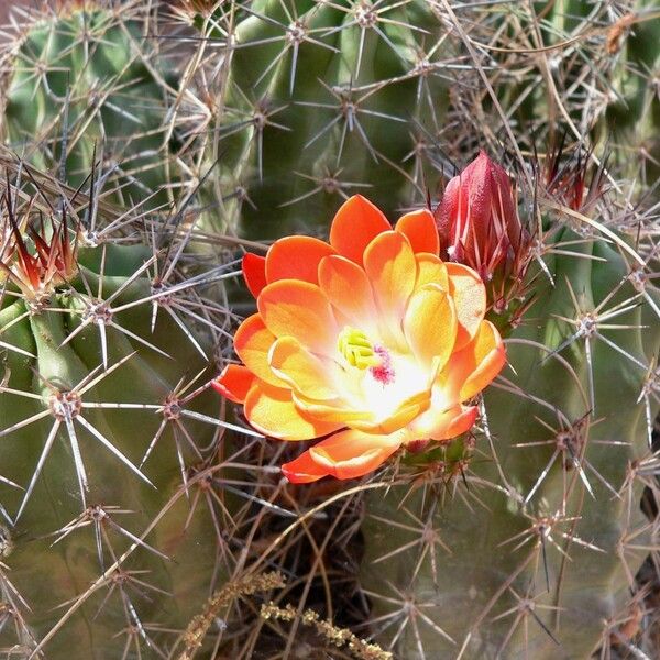 Echinocereus coccineus Цветок