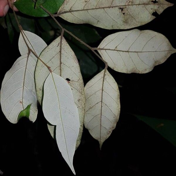 Licania hypoleuca Leaf