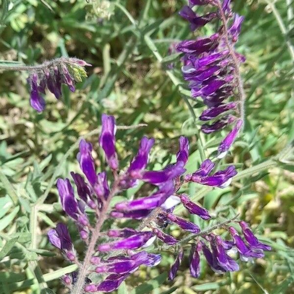 Vicia villosa Blüte