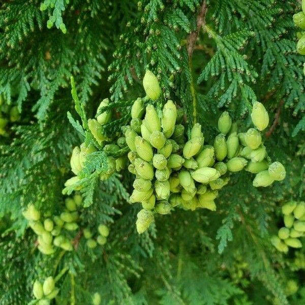 Thuja occidentalis Fruct