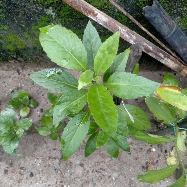 Gynura procumbens List