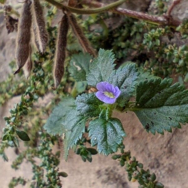 Stemodia verticillata Blüte