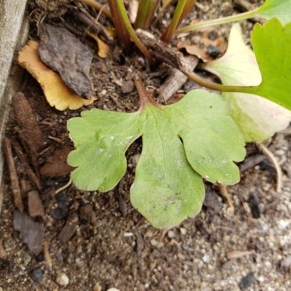 Ranunculus abortivus Blatt