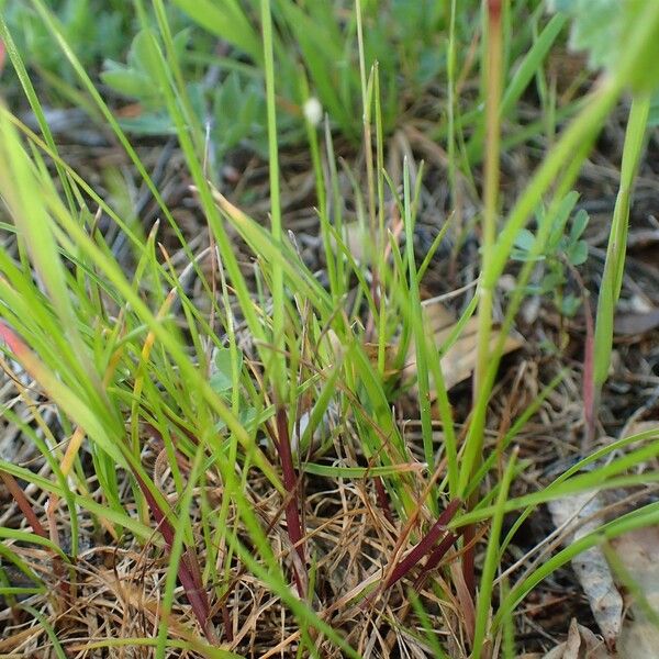 Poa bulbosa Habit