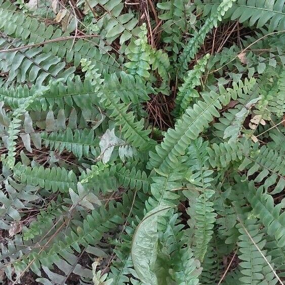 Nephrolepis cordifolia Feuille