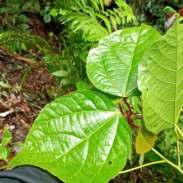 Alchornea latifolia পাতা