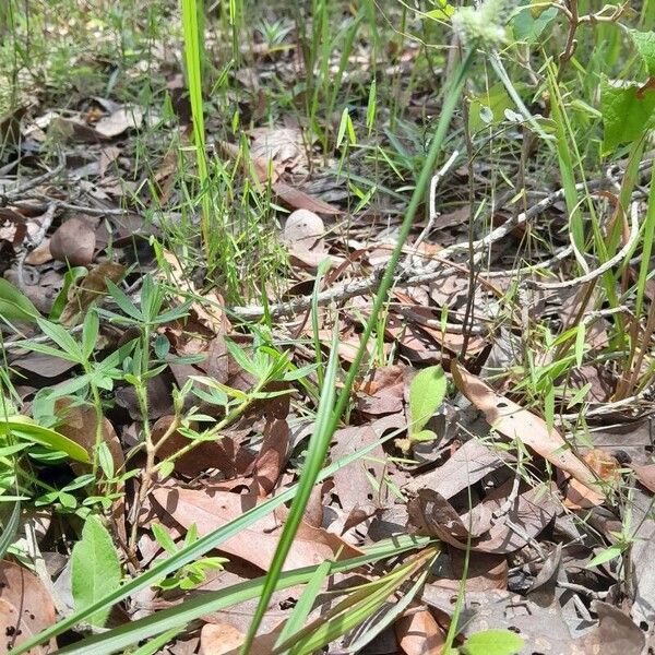 Cyperus sesquiflorus Агульны выгляд