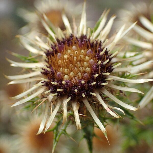 Carlina vulgaris Flower