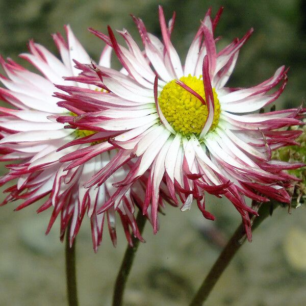 Bellis sylvestris Flor