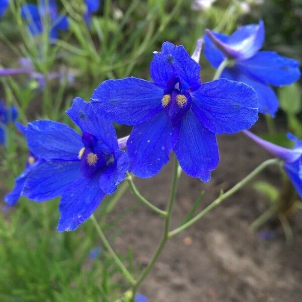 Delphinium grandiflorum Blüte