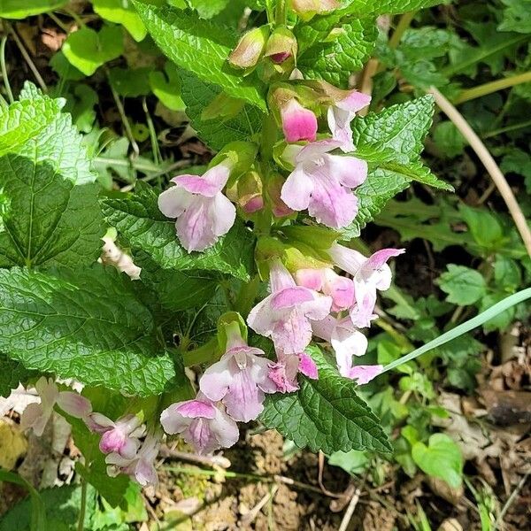 Melittis melissophyllum Blodyn