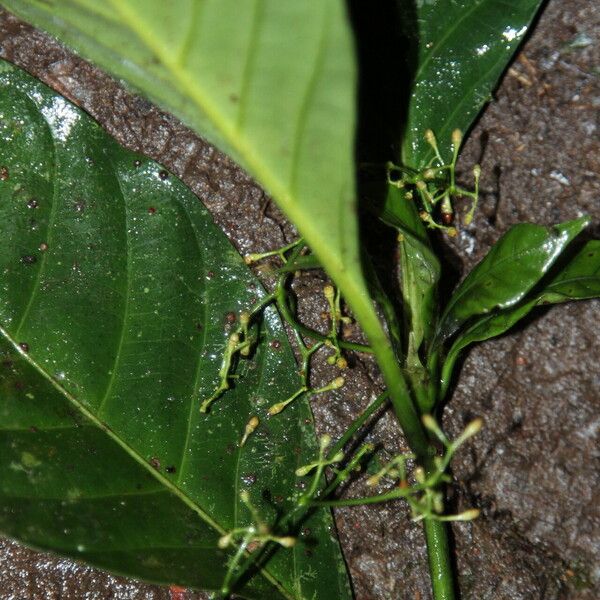 Psychotria alatipes Flower