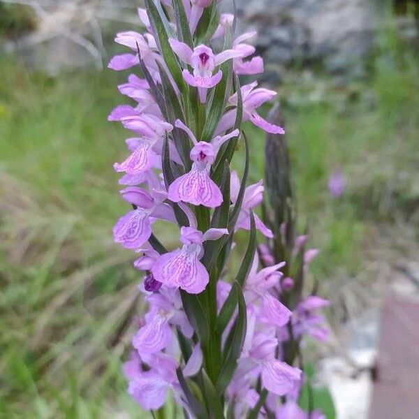 Dactylorhiza majalis 花