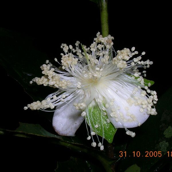 Eugenia puberula