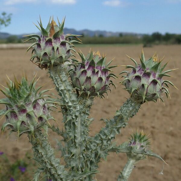 Onopordum illyricum Flower