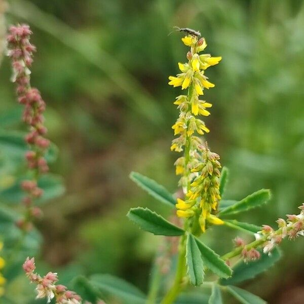 Melilotus indicus Flors