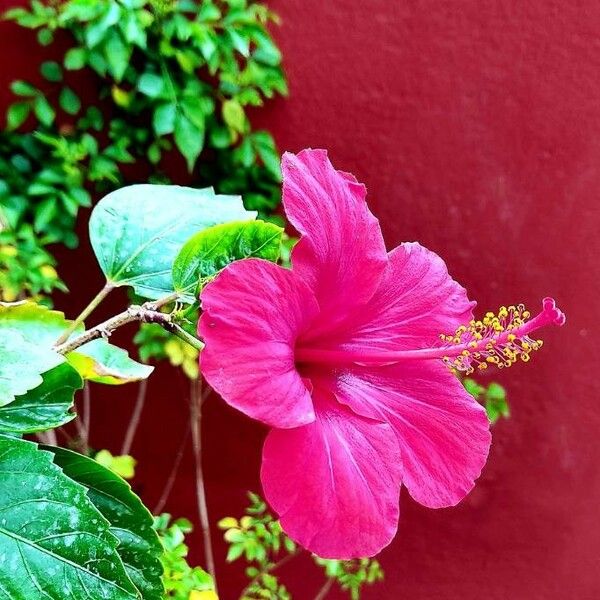 Hibiscus moscheutos Virág