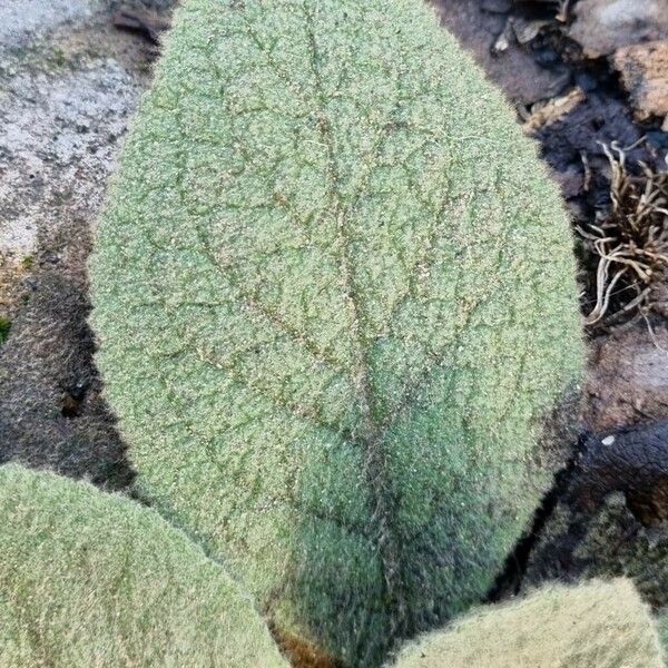 Verbascum boerhavii Lehti