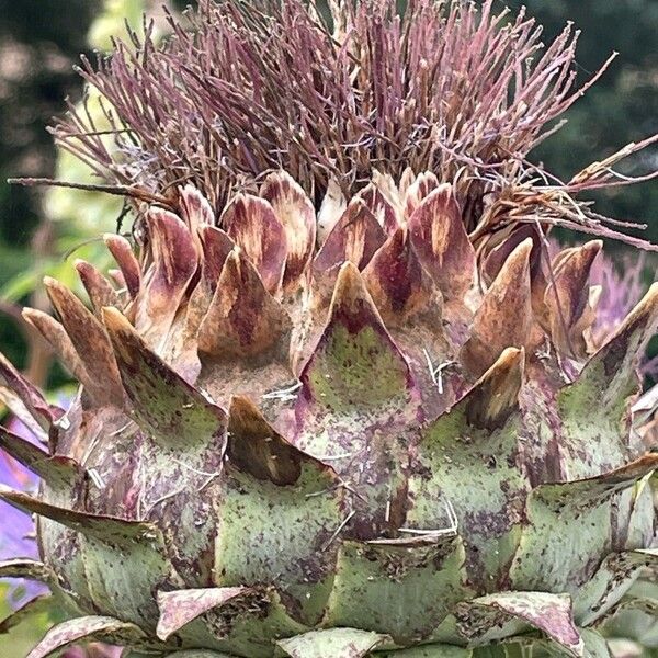 Cynara cardunculus फल