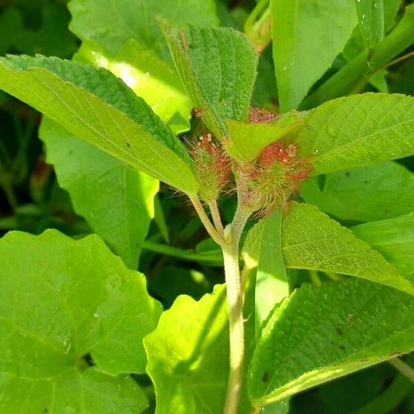 Acalypha alopecuroidea Лист