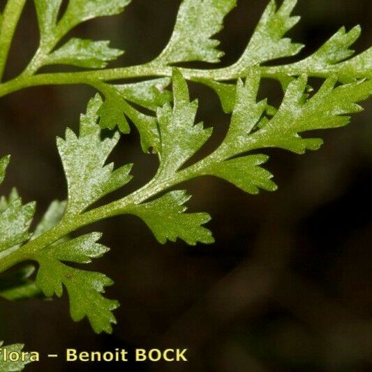 Asplenium cuneifolium Hoja