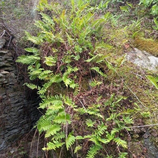 Polypodium vulgare Habitatea