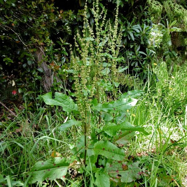 Rumex crispus Hábitos