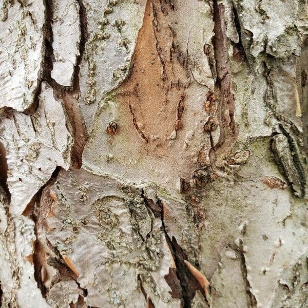 Malus baccata Bark