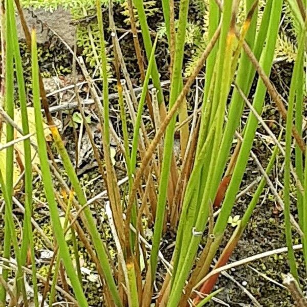 Juncus effusus Habitat