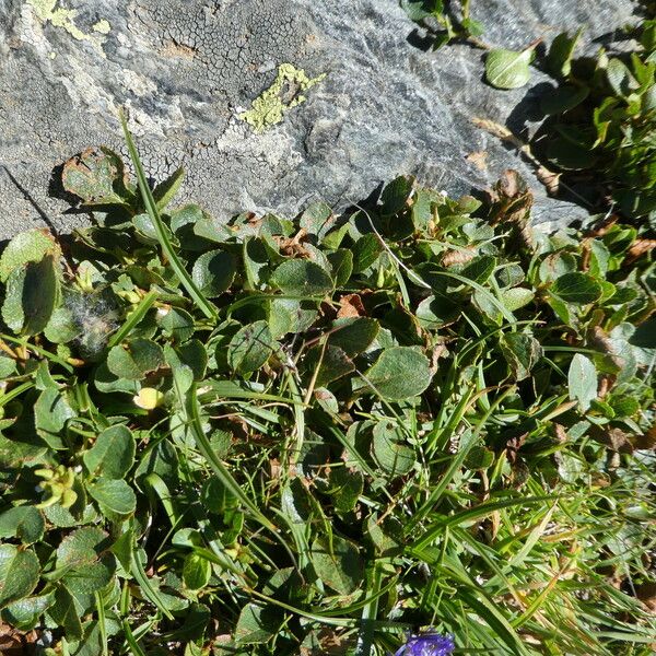 Salix herbacea Habit