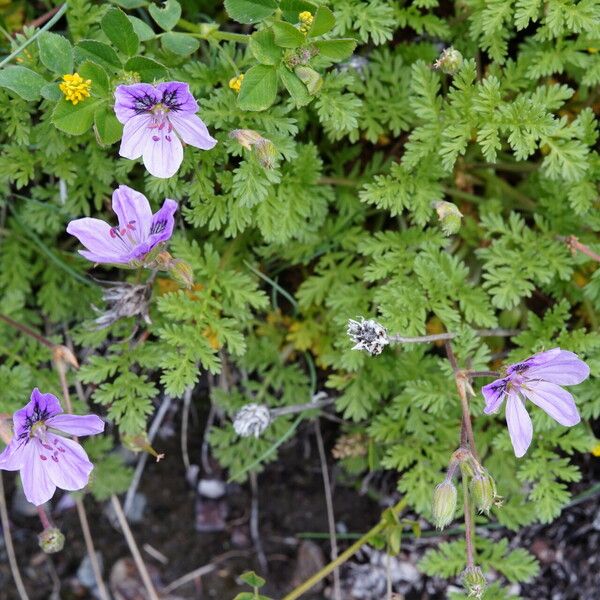 Erodium glandulosum عادت داشتن