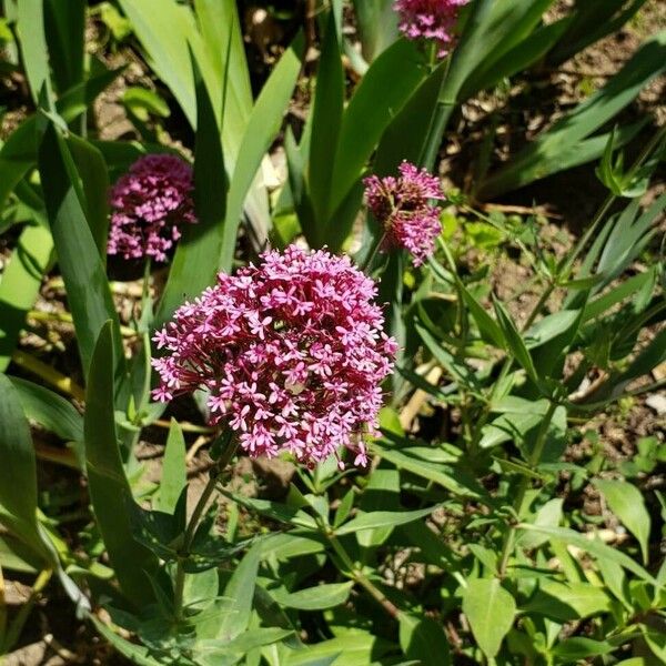 Centranthus lecoqii Blomst