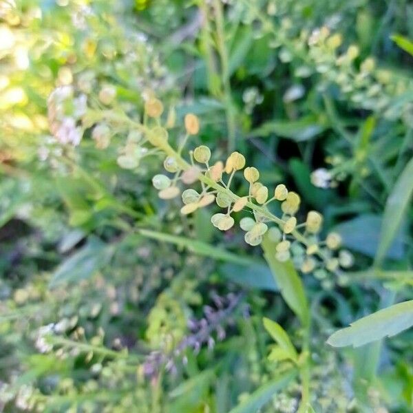 Lepidium ruderale Fruchs