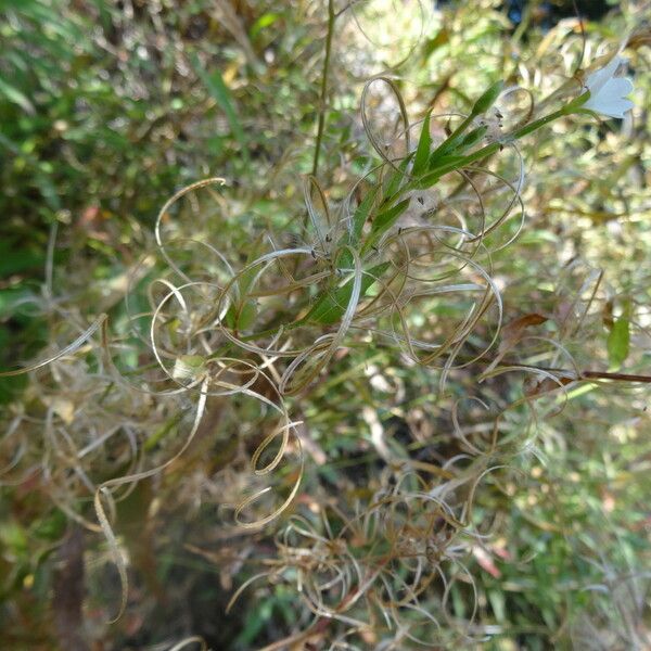 Epilobium lactiflorum 整株植物