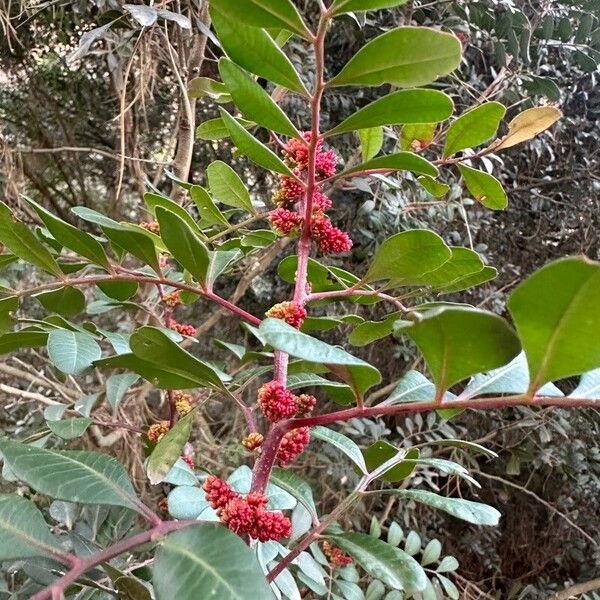 Pistacia lentiscus Lorea