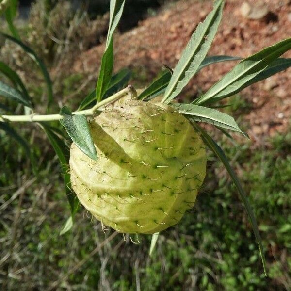 Gomphocarpus physocarpus Frukt