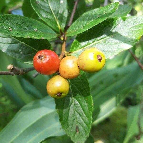 Sorbus chamaemespilus Fruit