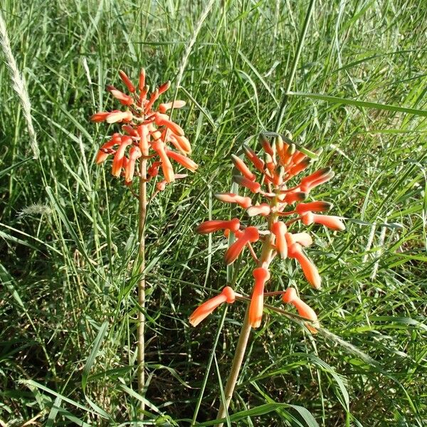 Aloe amudatensis Hábito