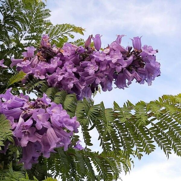 Jacaranda mimosifolia 花