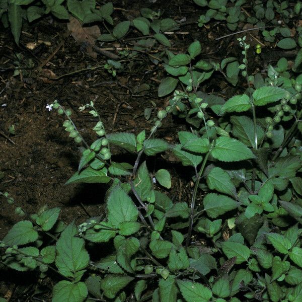 Priva lappulacea Habit